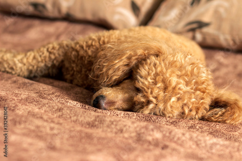 Fluffy apricot poodle sleeping on the bed.