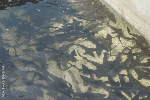 Small sturgeon fish, young, in an artificial environment photo