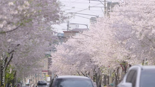 CHERRY BLOSSOM 4K South Korea SEOUL 