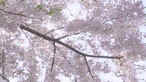 CHERRY BLOSSOM 4K South Korea SEOUL 
