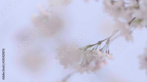 CHERRY BLOSSOM 4K South Korea SEOUL 