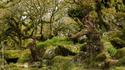 Two trees in Dartmoors Wistmanns Wood that look like a Father and son playing catch.