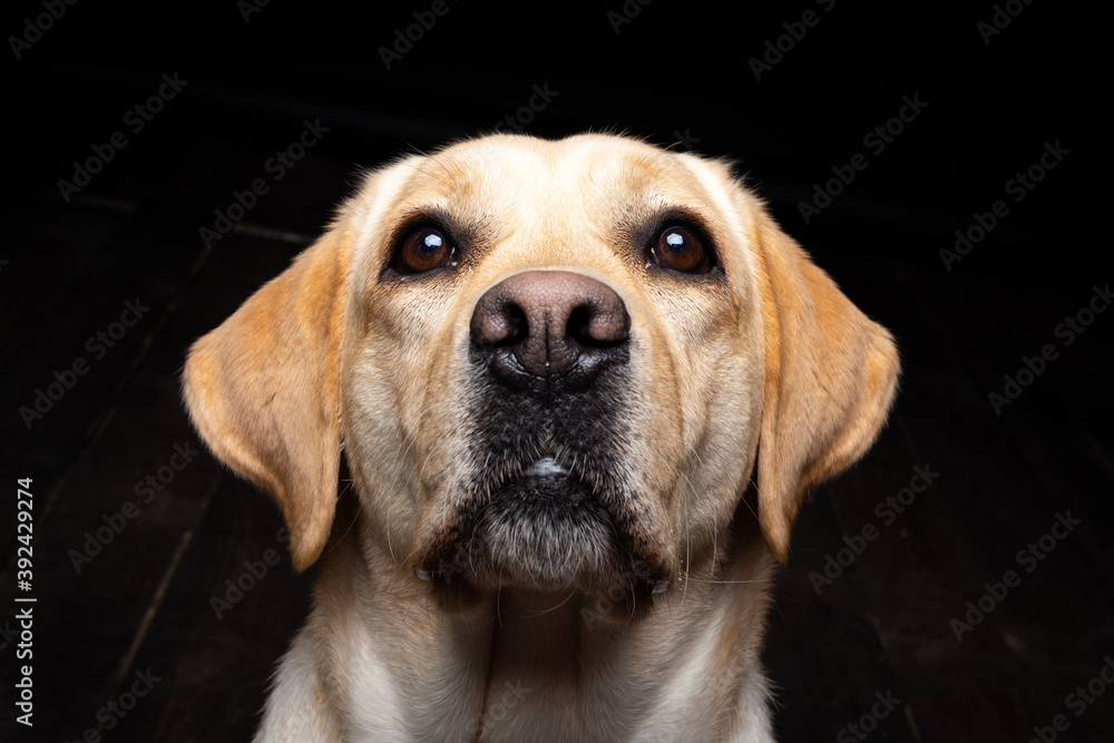 Portrait of a Labrador Retriever dog on an isolated black background. Portrait of a Labrador Retriever dog on an isolated black background.