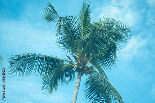 Coconut palm trees against blue sky background © Dontree