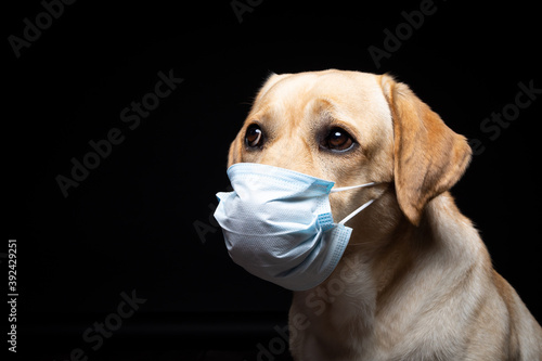 Close-up of a Labrador Retriever dog in a medical face mask. © Evgeny Leontiev