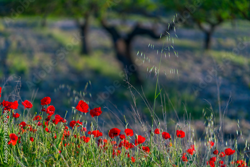 Poppies field and almond trees, Terres de l'Ebre, Tarragona, Catalunya, Spain photo