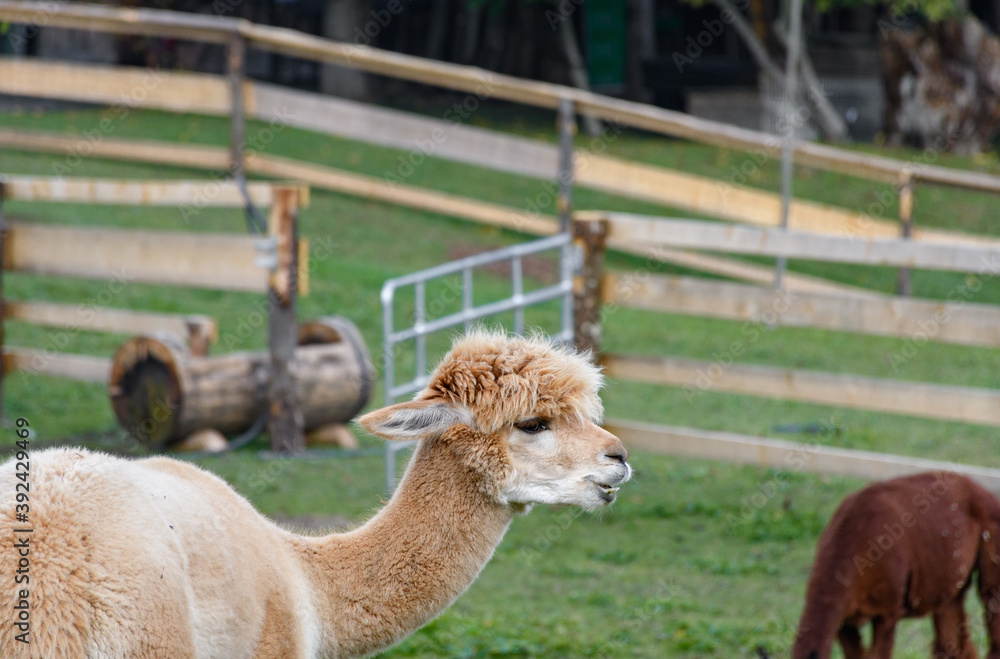 Fototapeta premium Selective focus shot of a brown llama in a field