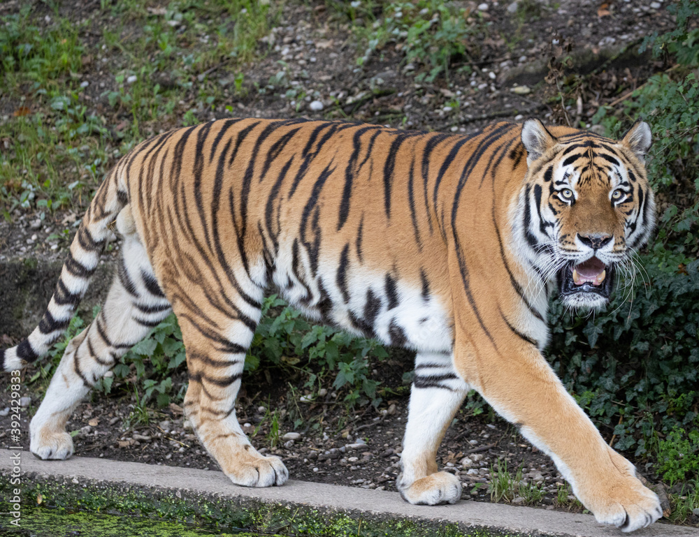 Tiger Tiger