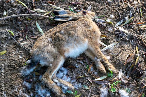 Dead rabbit laying on the ground