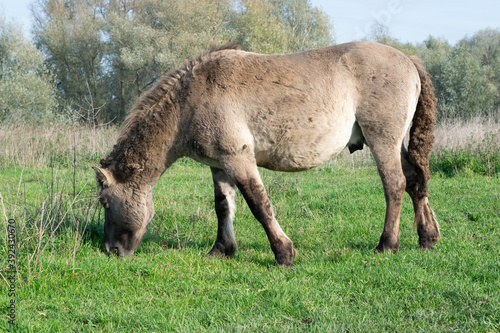 Horse eating grass in sunlight