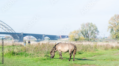 Horse eating grass in sunlight