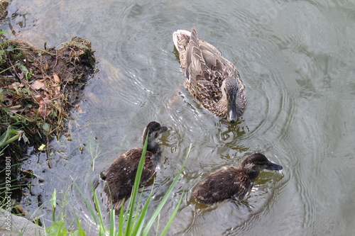 duck and ducklings
