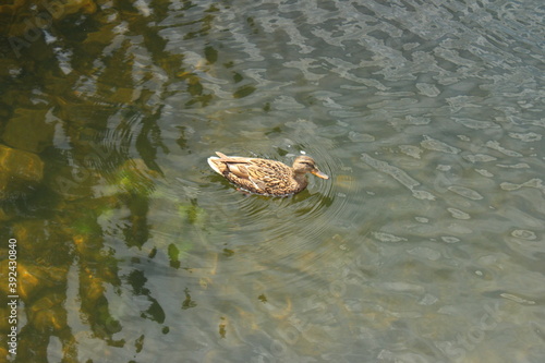 duck in lake