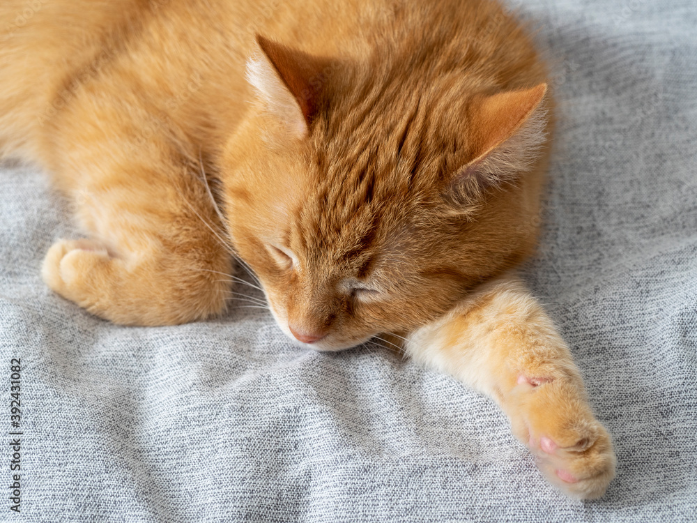 cute sleeping red cat on a gray blanket. Sleeping pet
