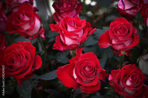 Red roses on a Bush in the garden