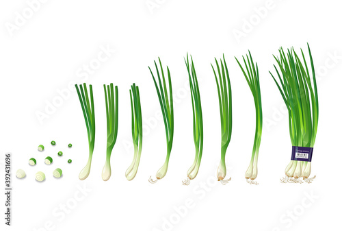 Spring onions collections, isolated on white background, Eps 10 vector illustration