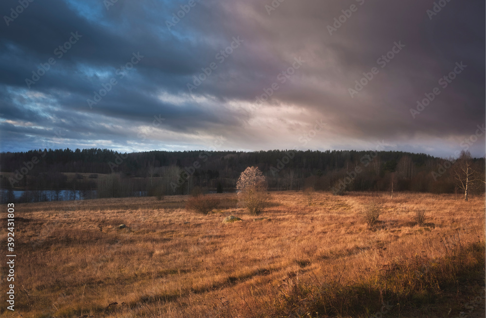 Lonely tree in autumn field with dry grass
