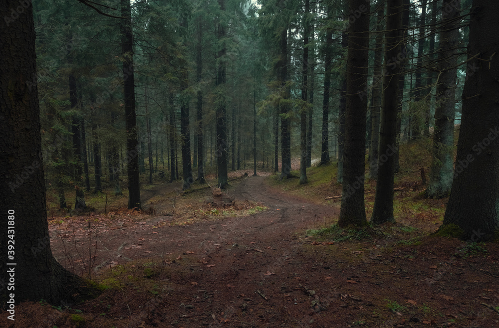 Fototapeta premium dirt road in dark autumn northern forest in fall