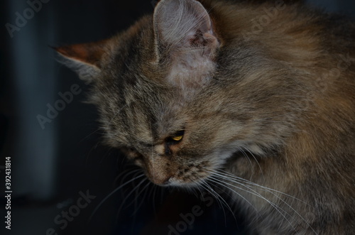 portrait of a cat