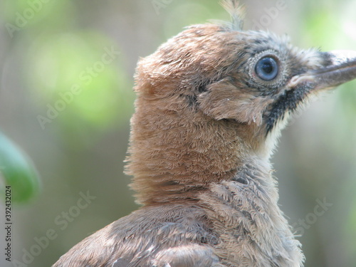 jay chick