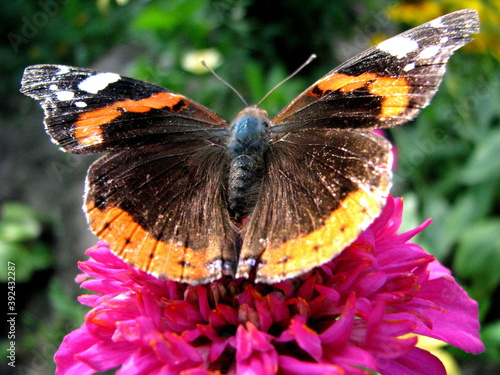 butterfly on flower