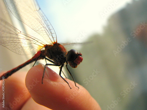 dragonfly