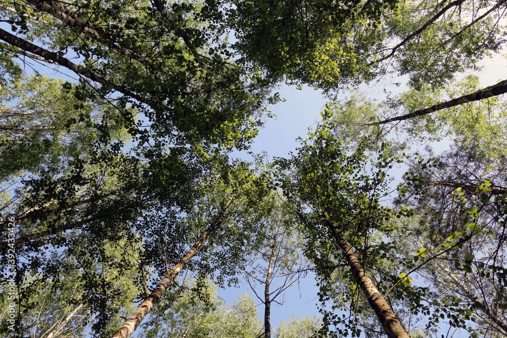 Obraz premium Birches. Bottom view of the tree crowns with a view of the sky.