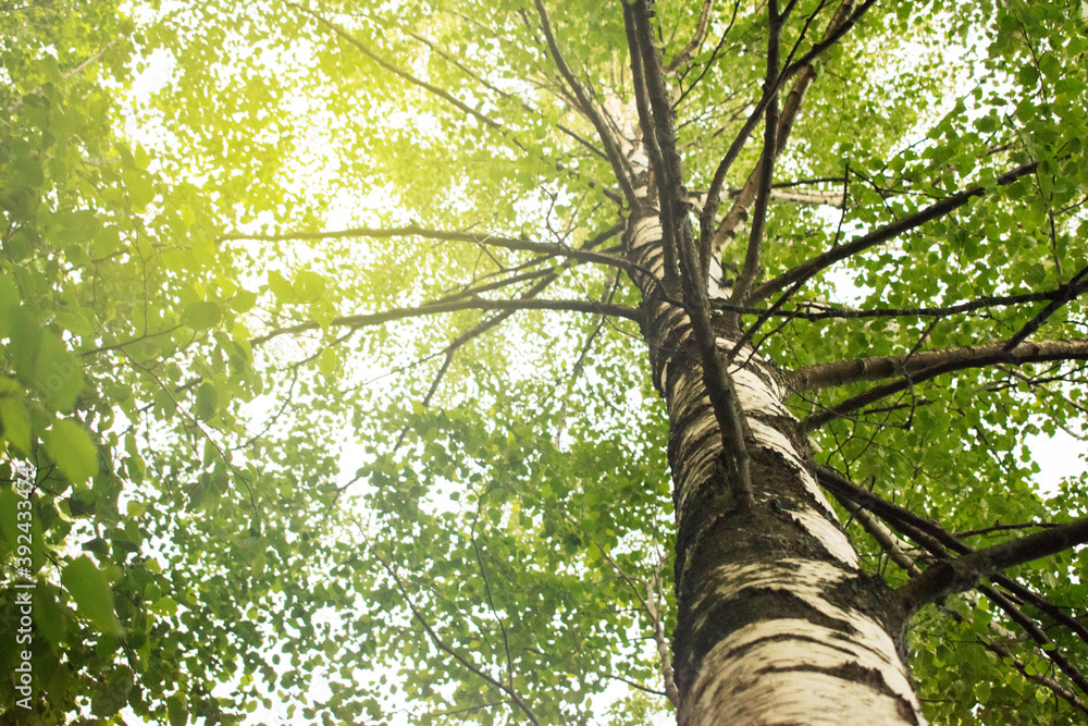 Fototapeta premium Birch trunk and branches in the sun