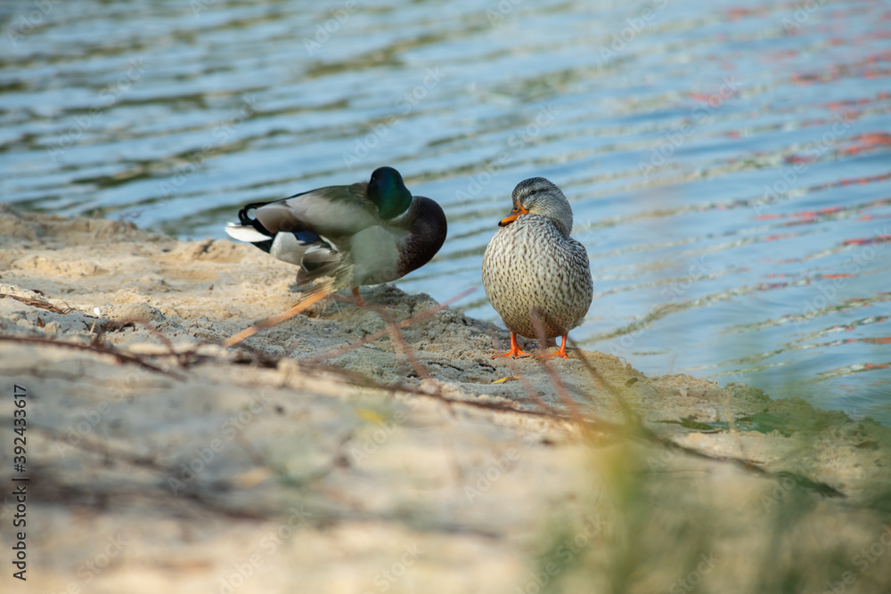 Fototapeta premium Nice young duck sitting near the autumn lake water at sunny evening 