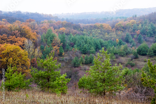 In the distance, you can see a photo of a deciduous and pine forest from a hill.
