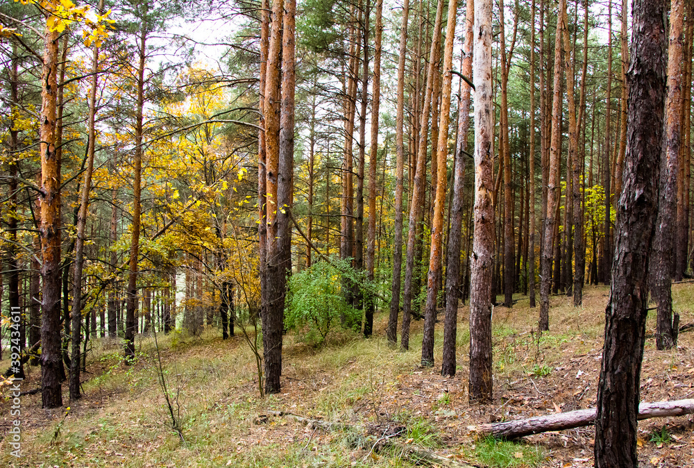Trunks of trees of pine forest Ukraine Trunks of trees of pine forest Ukraine