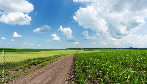 green rows of sprouted corn on a private agricultural field