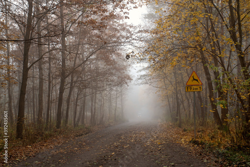 Autumnal dirt road in Kampinos National Park, Poland. The direction - Palmiry Museum. Foggy aura is covering the forest and gives a mystical mood to the shot.