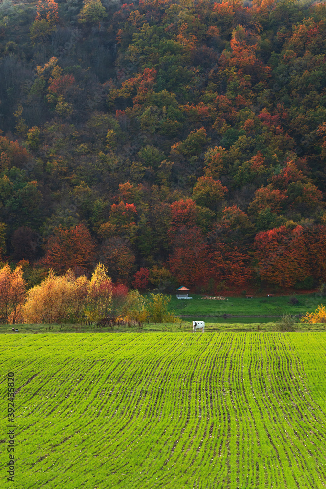 green field of winter wheat, against the background of colorful autumn trees, near which a cow grazes