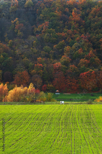 green field of winter wheat, against the background of colorful autumn trees, near which a cow grazes