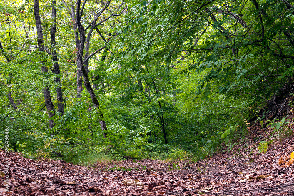 Fototapeta premium Ground road in green forest. Country road through the forest. Way in deep forest.