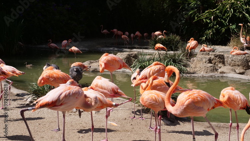 Flamingos in zoo