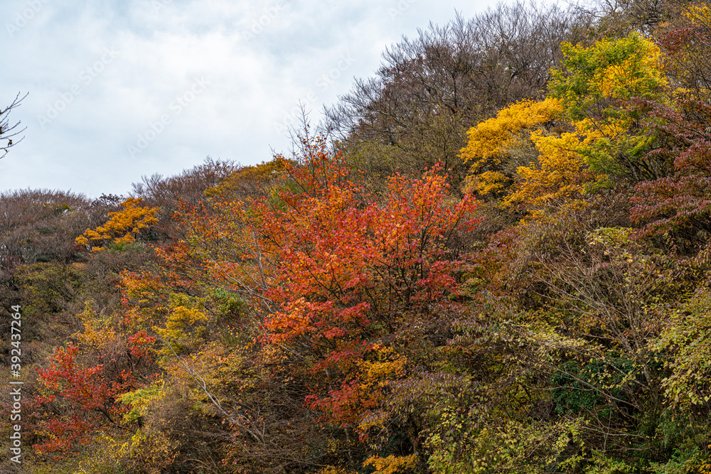 秋の箱根散策 秋の箱根散策