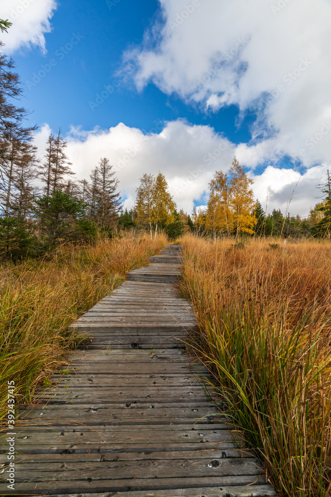 Autumn in the Harz mountains