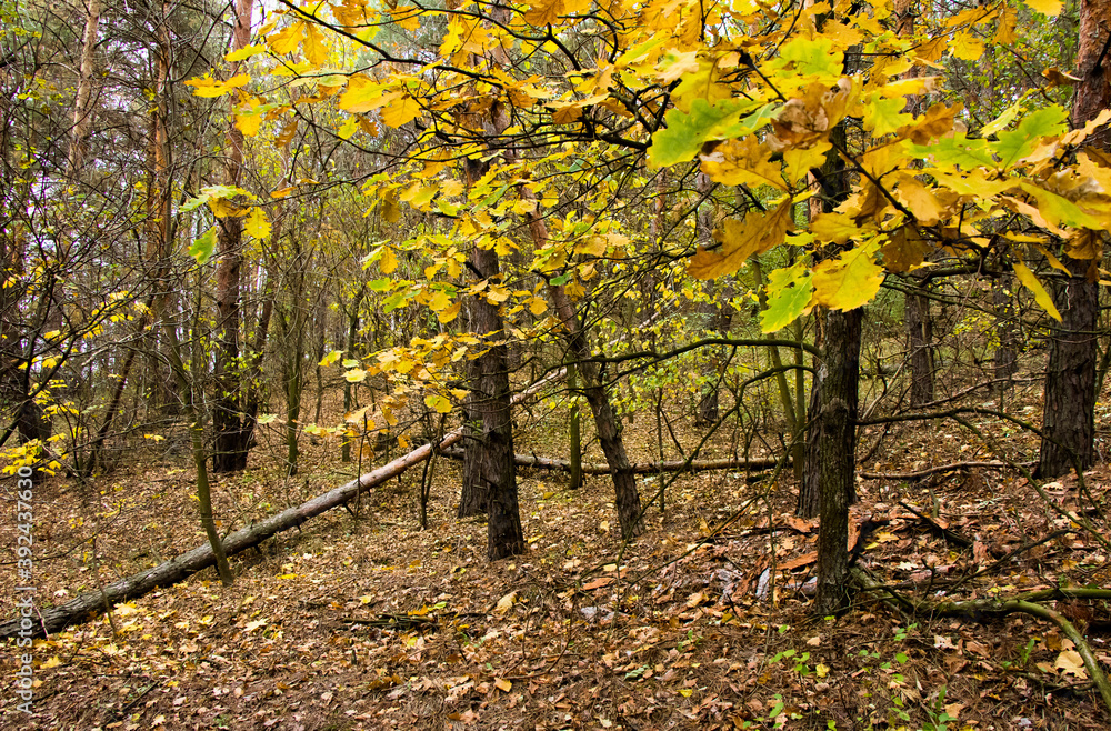 Trunks of trees of pine forest Ukraine