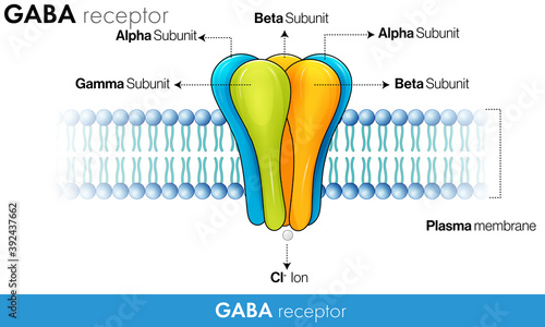 GABA receptor Ultra Structure vector design