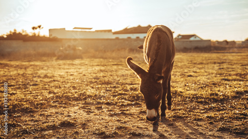 Chica joven andaluza ecuestre montando sobre caballo marron en un campo natural sin silla ni riendas en el sur de españa al atardecer feliz