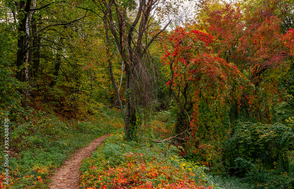 Fototapeta premium The forest is decorated with autumn colors. Hiking. Walk in the autumn forest.