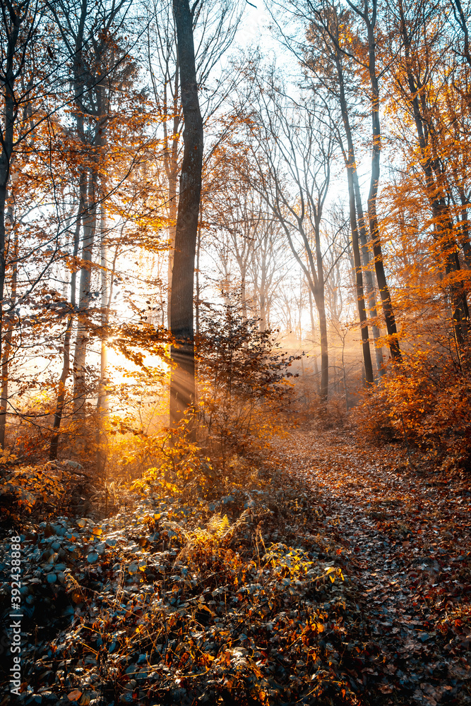 Foggy Autumn Forest at Suns rise Foggy Autumn Forest at Suns rise