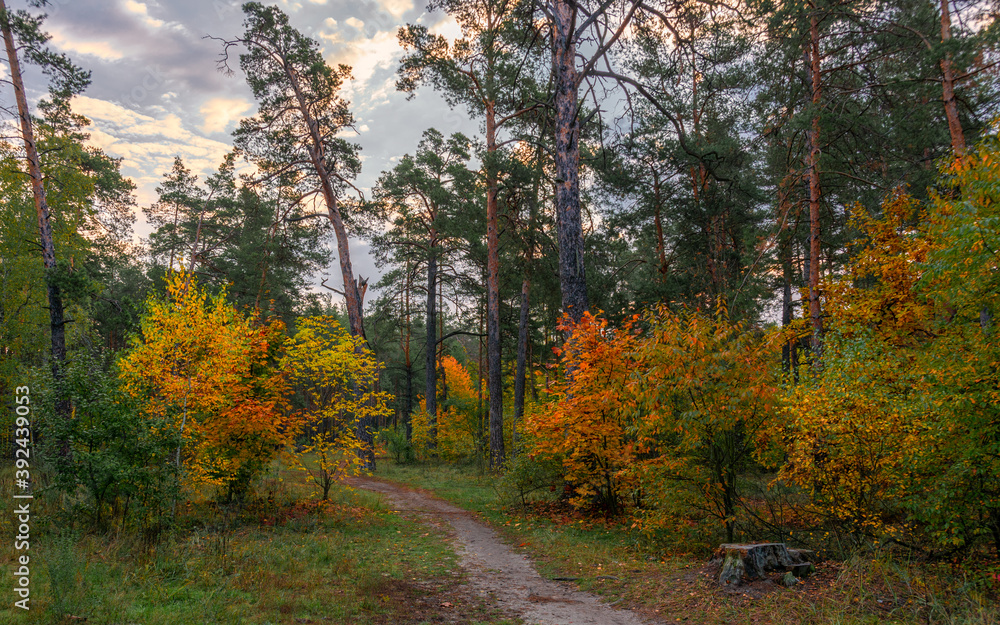 The forest is decorated with autumn colors. Hiking. Walk in the autumn forest.