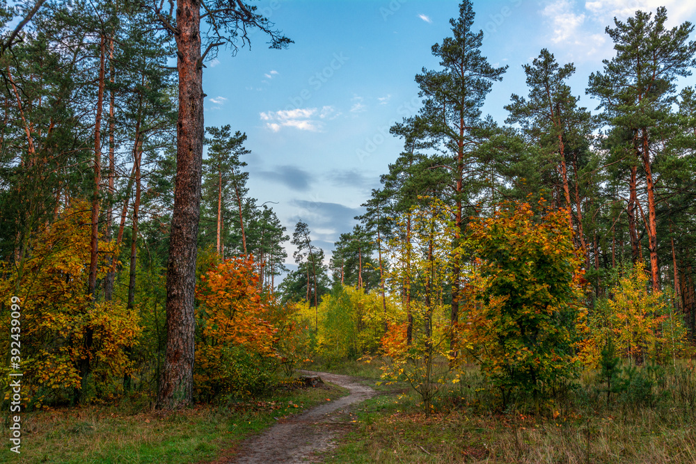 The forest is decorated with autumn colors. Hiking. Walk in the autumn forest.