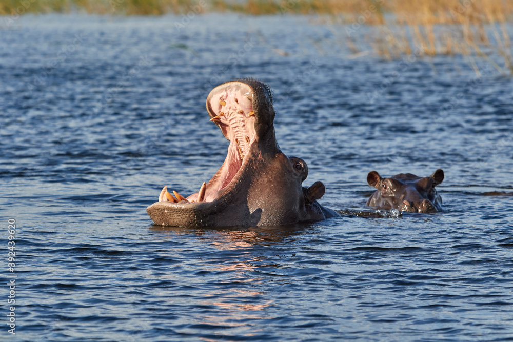 Fototapeta premium Hippo with his mouth open in the Chobe river