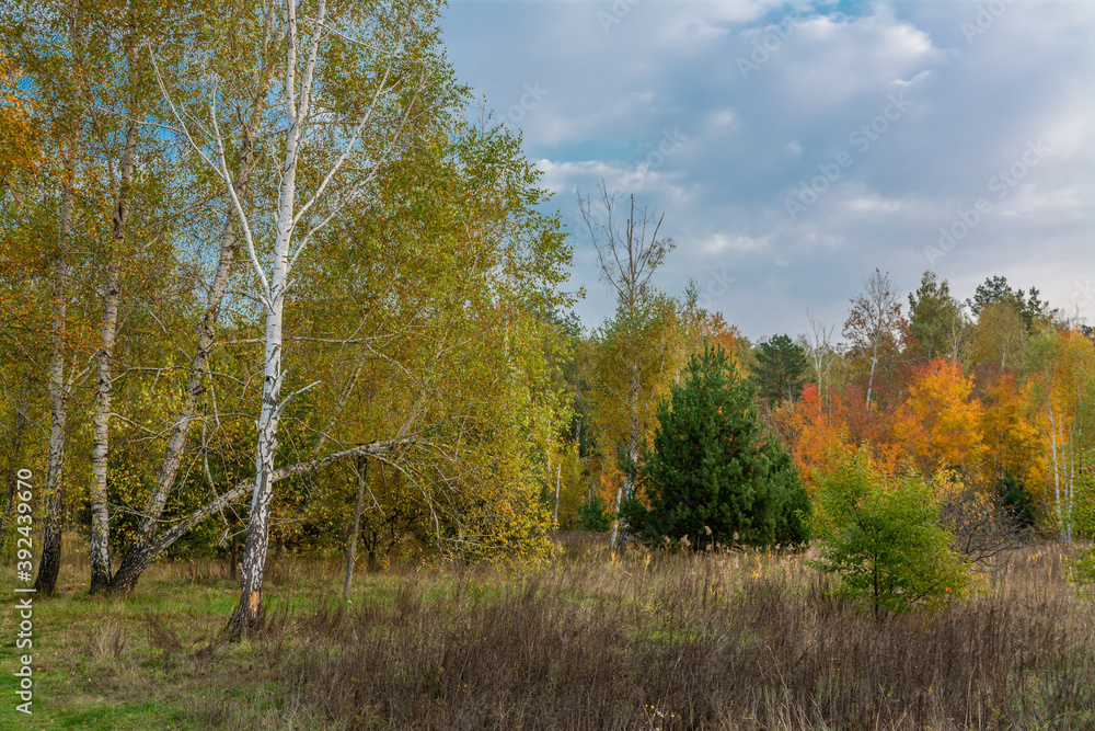 Fototapeta premium A scenic road that runs through meadows and along the forest. Countryside. Hiking.