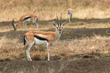 Grant gazelle in the Serengeti