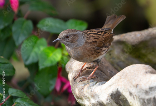 Fotografie Closeup shot of a nightingale perched on a stone